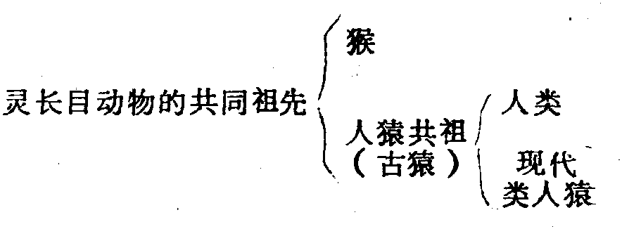 人猿同祖論